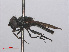  ( - RMNH.INS.553717)  @11 [ ] CreativeCommons - Attribution Non-Commercial Share-Alike (2013) Unspecified Naturalis Biodiversity Center