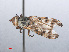  ( - RMNH.INS.553720)  @11 [ ] CreativeCommons - Attribution Non-Commercial Share-Alike (2013) Unspecified Naturalis Biodiversity Center