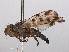  ( - RMNH.INS.553721)  @11 [ ] CreativeCommons - Attribution Non-Commercial Share-Alike (2013) Unspecified Naturalis Biodiversity Center