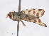  ( - RMNH.INS.553723)  @11 [ ] CreativeCommons - Attribution Non-Commercial Share-Alike (2013) Unspecified Naturalis Biodiversity Center