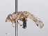  ( - RMNH.INS.553737)  @11 [ ] CreativeCommons - Attribution Non-Commercial Share-Alike (2013) Unspecified Naturalis Biodiversity Center