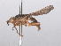  (Platycephala - RMNH.INS.553742)  @12 [ ] CreativeCommons - Attribution Non-Commercial Share-Alike (2013) Unspecified Naturalis Biodiversity Center