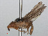  ( - RMNH.INS.553743)  @11 [ ] CreativeCommons - Attribution Non-Commercial Share-Alike (2013) Unspecified Naturalis Biodiversity Center