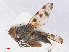  ( - RMNH.INS.553746)  @11 [ ] CreativeCommons - Attribution Non-Commercial Share-Alike (2013) Unspecified Naturalis Biodiversity Center