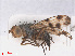  ( - RMNH.INS.553747)  @11 [ ] CreativeCommons - Attribution Non-Commercial Share-Alike (2013) Unspecified Naturalis Biodiversity Center