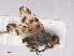  ( - RMNH.INS.553748)  @12 [ ] CreativeCommons - Attribution Non-Commercial Share-Alike (2013) Unspecified Naturalis Biodiversity Center