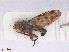  ( - RMNH.INS.553749)  @11 [ ] CreativeCommons - Attribution Non-Commercial Share-Alike (2013) Unspecified Naturalis Biodiversity Center