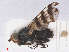  ( - RMNH.INS.553751)  @11 [ ] CreativeCommons - Attribution Non-Commercial Share-Alike (2013) Unspecified Naturalis Biodiversity Center