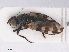  ( - RMNH.INS.553752)  @11 [ ] CreativeCommons - Attribution Non-Commercial Share-Alike (2013) Unspecified Naturalis Biodiversity Center
