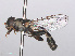  ( - RMNH.INS.553777)  @13 [ ] CreativeCommons - Attribution Non-Commercial Share-Alike (2013) Unspecified Naturalis Biodiversity Center