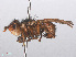  ( - RMNH.INS.553790)  @14 [ ] CreativeCommons - Attribution Non-Commercial Share-Alike (2013) Unspecified Naturalis Biodiversity Center