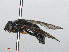  ( - RMNH.INS.553792)  @12 [ ] CreativeCommons - Attribution Non-Commercial Share-Alike (2013) Unspecified Naturalis Biodiversity Center