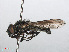  ( - RMNH.INS.553798)  @11 [ ] CreativeCommons - Attribution Non-Commercial Share-Alike (2013) Unspecified Naturalis Biodiversity Center