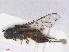  ( - RMNH.INS.553815)  @12 [ ] CreativeCommons - Attribution Non-Commercial Share-Alike (2013) Unspecified Naturalis Biodiversity Center