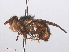  ( - RMNH.INS.553816)  @13 [ ] CreativeCommons - Attribution Non-Commercial Share-Alike (2013) Unspecified Naturalis Biodiversity Center