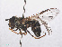  ( - RMNH.INS.553817)  @11 [ ] CreativeCommons - Attribution Non-Commercial Share-Alike (2013) Unspecified Naturalis Biodiversity Center