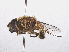  ( - RMNH.INS.553824)  @11 [ ] CreativeCommons - Attribution Non-Commercial Share-Alike (2013) Unspecified Naturalis Biodiversity Center