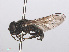  ( - RMNH.INS.553827)  @13 [ ] CreativeCommons - Attribution Non-Commercial Share-Alike (2013) Unspecified Naturalis Biodiversity Center