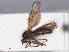  ( - RMNH.INS.553836)  @11 [ ] CreativeCommons - Attribution Non-Commercial Share-Alike (2013) Unspecified Naturalis Biodiversity Center