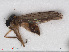  ( - RMNH.INS.553838)  @11 [ ] CreativeCommons - Attribution Non-Commercial Share-Alike (2013) Unspecified Naturalis Biodiversity Center