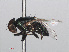  ( - RMNH.INS.553857)  @13 [ ] CreativeCommons - Attribution Non-Commercial Share-Alike (2013) Unspecified Naturalis Biodiversity Center