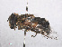  ( - RMNH.INS.553879)  @11 [ ] CreativeCommons - Attribution Non-Commercial Share-Alike (2013) Unspecified Naturalis Biodiversity Center
