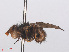  ( - RMNH.INS.553881)  @11 [ ] CreativeCommons - Attribution Non-Commercial Share-Alike (2013) Unspecified Naturalis Biodiversity Center