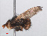  ( - RMNH.INS.553883)  @11 [ ] CreativeCommons - Attribution Non-Commercial Share-Alike (2013) Unspecified Naturalis Biodiversity Center