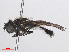  ( - RMNH.INS.553885)  @11 [ ] CreativeCommons - Attribution Non-Commercial Share-Alike (2013) Unspecified Naturalis Biodiversity Center
