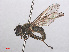  ( - RMNH.INS.553889)  @11 [ ] CreativeCommons - Attribution Non-Commercial Share-Alike (2013) Unspecified Naturalis Biodiversity Center