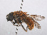  ( - RMNH.INS.553890)  @11 [ ] CreativeCommons - Attribution Non-Commercial Share-Alike (2013) Unspecified Naturalis Biodiversity Center