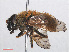  ( - RMNH.INS.553891)  @11 [ ] CreativeCommons - Attribution Non-Commercial Share-Alike (2013) Unspecified Naturalis Biodiversity Center