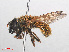  ( - RMNH.INS.553892)  @11 [ ] CreativeCommons - Attribution Non-Commercial Share-Alike (2013) Unspecified Naturalis Biodiversity Center