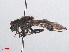  ( - RMNH.INS.553906)  @11 [ ] CreativeCommons - Attribution Non-Commercial Share-Alike (2013) Unspecified Naturalis Biodiversity Center