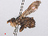  ( - RMNH.INS.553909)  @11 [ ] CreativeCommons - Attribution Non-Commercial Share-Alike (2013) Unspecified Naturalis Biodiversity Center