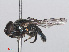  ( - RMNH.INS.553913)  @12 [ ] CreativeCommons - Attribution Non-Commercial Share-Alike (2013) Unspecified Naturalis Biodiversity Center