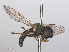  ( - RMNH.INS.553920)  @13 [ ] CreativeCommons - Attribution Non-Commercial Share-Alike (2013) Unspecified Naturalis Biodiversity Center