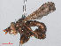 ( - RMNH.INS.553922)  @11 [ ] CreativeCommons - Attribution Non-Commercial Share-Alike (2013) Unspecified Naturalis Biodiversity Center