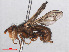 ( - RMNH.INS.553923)  @11 [ ] CreativeCommons - Attribution Non-Commercial Share-Alike (2013) Unspecified Naturalis Biodiversity Center