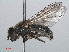  (Cheilosia proxima - RMNH.INS.553924)  @14 [ ] CreativeCommons - Attribution Non-Commercial Share-Alike (2013) Unspecified Naturalis Biodiversity Center