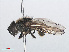  ( - RMNH.INS.553925)  @13 [ ] CreativeCommons - Attribution Non-Commercial Share-Alike (2013) Unspecified Naturalis Biodiversity Center
