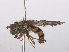  ( - RMNH.INS.553931)  @11 [ ] CreativeCommons - Attribution Non-Commercial Share-Alike (2013) Unspecified Naturalis Biodiversity Center