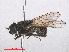  (Cheilosia ranunculi - RMNH.INS.553950)  @13 [ ] CreativeCommons - Attribution Non-Commercial Share-Alike (2013) Unspecified Naturalis Biodiversity Center