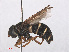  ( - RMNH.INS.553951)  @11 [ ] CreativeCommons - Attribution Non-Commercial Share-Alike (2013) Unspecified Naturalis Biodiversity Center
