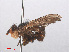  ( - RMNH.INS.553952)  @13 [ ] CreativeCommons - Attribution Non-Commercial Share-Alike (2013) Unspecified Naturalis Biodiversity Center