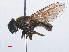  ( - RMNH.INS.553955)  @13 [ ] CreativeCommons - Attribution Non-Commercial Share-Alike (2013) Unspecified Naturalis Biodiversity Center