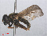 ( - RMNH.INS.553956)  @13 [ ] CreativeCommons - Attribution Non-Commercial Share-Alike (2013) Unspecified Naturalis Biodiversity Center