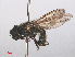  ( - RMNH.INS.553961)  @11 [ ] CreativeCommons - Attribution Non-Commercial Share-Alike (2013) Unspecified Naturalis Biodiversity Center
