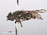  ( - RMNH.INS.553962)  @11 [ ] CreativeCommons - Attribution Non-Commercial Share-Alike (2013) Unspecified Naturalis Biodiversity Center