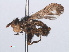  ( - RMNH.INS.553964)  @11 [ ] CreativeCommons - Attribution Non-Commercial Share-Alike (2013) Unspecified Naturalis Biodiversity Center